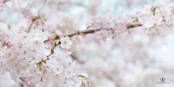 Why deceased estate notices must be published in the Government Gazette, and how this step fits into the estate administration process in South Africa.